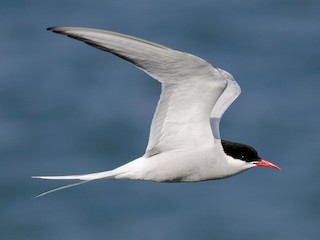 Foto de Arctic Tern (Sterna paradisaea)
