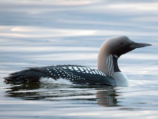 Foto de Arctic Loon (Gavia arctica)