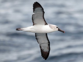 Foto de Albatros Picofino Atlántico (Thalassarche chlororhynchos)