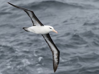 Foto de Albatros Ojeroso (Thalassarche melanophris)