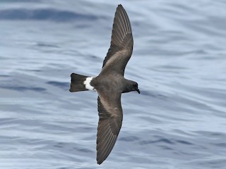 Foto de Band-rumped Storm-Petrel (Hydrobates castro)