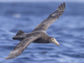 Foto de Abanto Marino Subantártico (Macronectes halli)