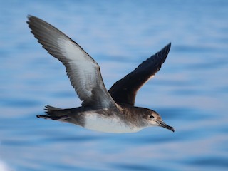 Foto de Balearic Shearwater (Puffinus mauretanicus)