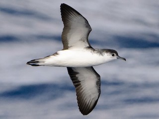 Foto de Barolo Shearwater (Puffinus baroli)