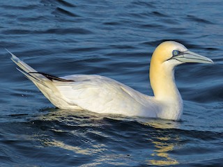 Foto de Alcatraz Atlántico (Morus bassanus)