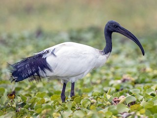 Foto de African Sacred Ibis (Threskiornis aethiopicus)