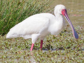 Foto de African Spoonbill (Platalea alba)