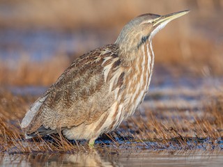 Foto de American Bittern (Botaurus lentiginosus)