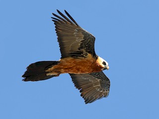 Foto de Bearded Vulture (Gypaetus barbatus)