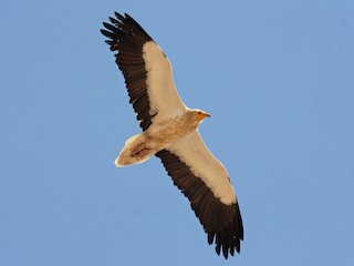 Foto de Alimoche Común (Neophron percnopterus)
