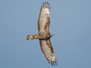 Foto de Abejero Europeo (Pernis apivorus)