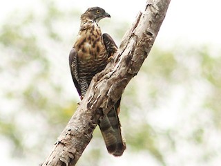 Foto de Abejero de Célebes (Pernis celebensis)