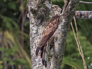 Foto de Abejero de Filipinas (Pernis steerei)