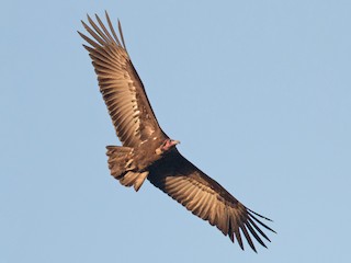 Foto de Alimoche Sombrío (Necrosyrtes monachus)