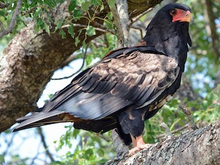 Foto de Águila Volatinera (Terathopius ecaudatus)