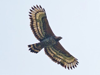 Foto de Águila Coronada (Stephanoaetus coronatus)