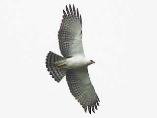 Foto de Águila Blanquinegra (Spizaetus melanoleucus)
