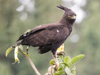 Foto de Águila Crestilarga (Lophaetus occipitalis)