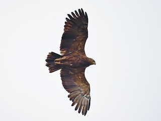 Foto de Águila Pomerana (Clanga pomarina)