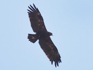 Foto de Águila Moteada (Clanga clanga)
