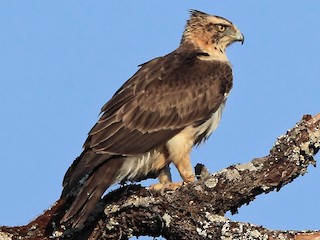 Foto de Águila de Ayres (Hieraaetus ayresii)