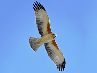 Foto de Águila Chica (Hieraaetus morphnoides)