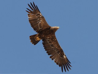 Foto de Águila Esteparia (Aquila nipalensis)