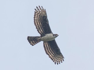 Foto de Águila Congoleña (Aquila africana)