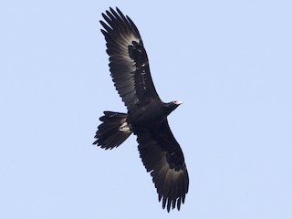 Foto de Águila Audaz (Aquila audax)