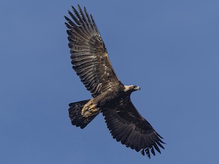 Foto de Águila Real (Aquila chrysaetos)