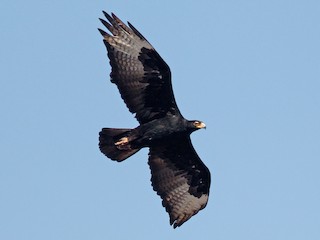 Foto de Águila Cafre (Aquila verreauxii)