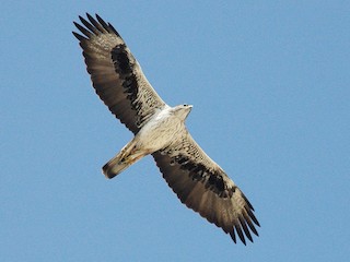 Foto de Águila Perdicera (Aquila fasciata)