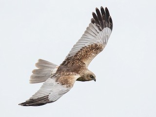 Foto de Aguilucho Lagunero Occidental (Circus aeruginosus)