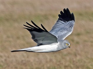 Foto de Aguilucho Pálido (Circus cyaneus)