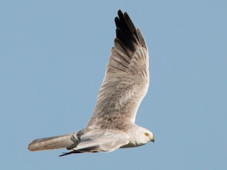 Foto de Aguilucho Papialbo (Circus macrourus)