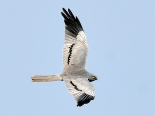 Foto de Aguilucho Cenizo (Circus pygargus)