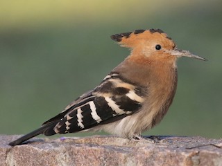 Foto de Abubilla Malgache (Upupa marginata)