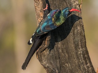 Foto de Abubilla Arbórea Verde (Phoeniculus purpureus)