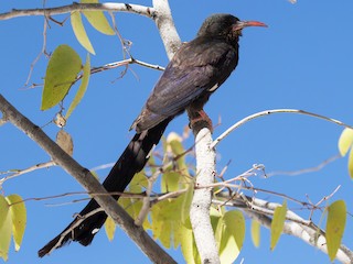Foto de Abubilla Arbórea Violeta (Phoeniculus damarensis)
