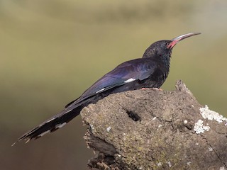 Foto de Abubilla Arbórea Piquinegra (Phoeniculus somaliensis)