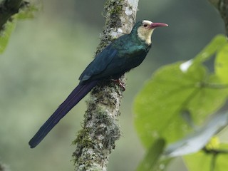 Foto de Abubilla Arbórea Cabeciblanca (Phoeniculus bollei)