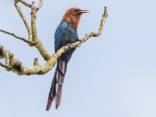 Foto de Abubilla Arbórea Cabeciparda (Rhinopomastus castaneiceps)