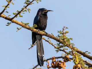 Foto de Abubilla Arbórea Negra (Rhinopomastus aterrimus)