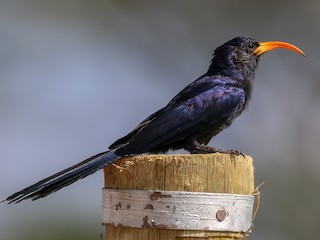 Foto de Abubilla Arbórea Menor (Rhinopomastus minor)