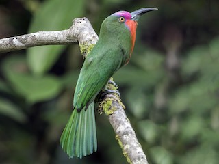 Foto de Abejaruco Barbirrojo (Nyctyornis amictus)