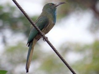 Foto de Abejaruco Barbiazul (Nyctyornis athertoni)
