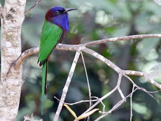 Foto de Abejaruco de Célebes (Meropogon forsteni)