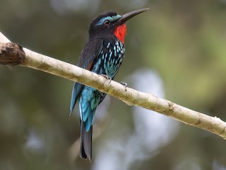 Foto de Abejaruco Negro (Merops gularis)