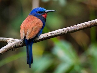 Foto de Abejaruco Cabeciazul Occidental (Merops mentalis)