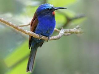 Foto de Abejaruco Cabeciazul Oriental (Merops muelleri)